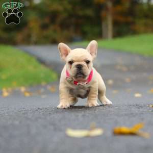 Allie, French Bulldog Puppy